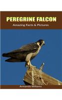 Peregrine Falcon: Amazing Facts & Pictures
