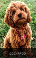Cockapoo