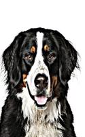 Bernese Mountain Dog: Artified Pets Dog Journal/Notebook/Diary