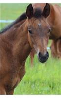 Precious Little Brown Foal with a Black Mane in the Pasture Horse Journal