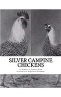 Silver Campine Chickens