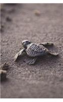 Baby Sea Turtle on the Move Journal: 150 page lined notebook/diary