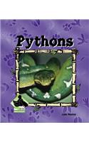 Pythons: (Animal Kingdom)