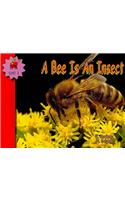 A Bee Is an Insect