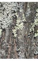 2020 Weekly Planner Mossy Bark Oak Tree Photo 134 Pages