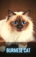 Burmese Cat