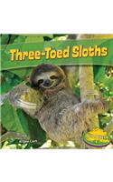 Three-Toed Sloths
