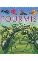 Fourmis - Imagerie Animale