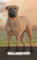 Bullmastiff