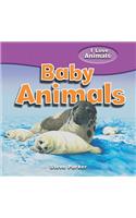 Baby Animals