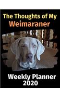 The Thoughts of My Weimaraner