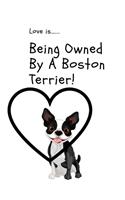 Love is...Being Owned By A Boston Terrier