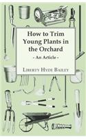 How to Trim Young Plants in the Orchard - An Article