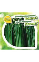 ¿Por Qué Las Plantas Tienen Tallos? / Why Do Plants Have Stems?