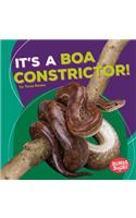 It's a Boa Constrictor!