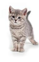 British Kitten March Notebook & Journal. Productivity Work Planner & Idea Notepad: Brainstorm Thoughts, Self Discovery, To Do List