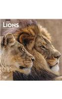 Lions 2020 Square Wall Calendar
