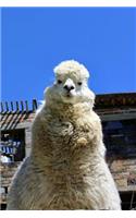 Llama Notebook