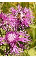 Meadow Knapweed Notebook