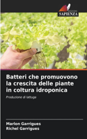 Batteri che promuovono la crescita delle piante in coltura idroponica