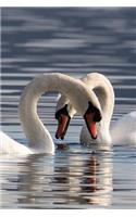Swan Courtship Journal