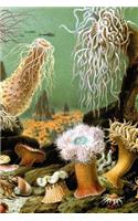 Sea Life Notebook