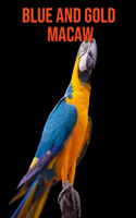 Blue and Gold Macaw