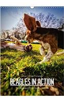 Beagles in Action 2017