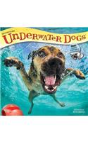 Underwater Dogs 2019 Square