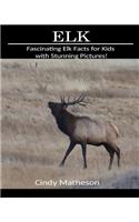Elk: Fascinating Elk Facts for Kids with Stunning Pictures!