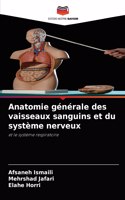 Anatomie générale des vaisseaux sanguins et du système nerveux