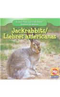 Jackrabbits / Liebres Americanas