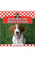 Irish Red and White Setters