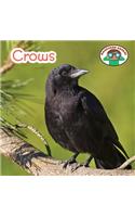 Crows: (Backyard Safari)