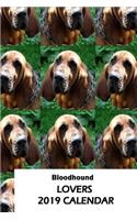 Bloodhound Lovers 2019 Calendar