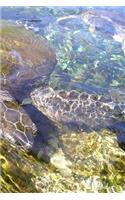 Turtle Notebook