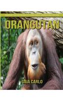 Orangutan