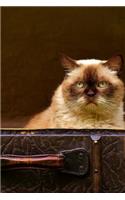 Grumpy Cat in a Trunk Journal