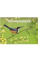 Honeyeaters 2018