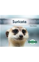 Suricata (Meerkat)