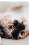 Playful Calico Cat Pet Journal: 150 Page Lined Notebook/Diary