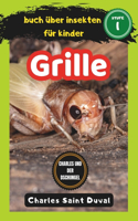 buch über insekten für kinder: grille