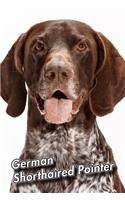 German Shorthaired Pointer