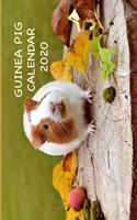 Guinea Pigs Calendar 2020