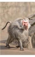 Baboon Monkey Journal