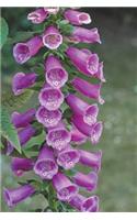 Extra Pretty Thimble Common Foxglove Flowers Journal