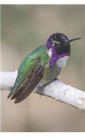 Hummingbird Journal