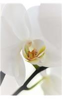 A White Orchid Journal