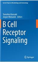 B Cell Receptor Signaling