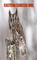 Eastern Screech Owl